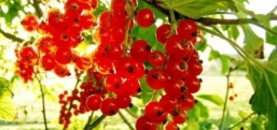 Red Currant Red Dutch/Ribes Rubrum/