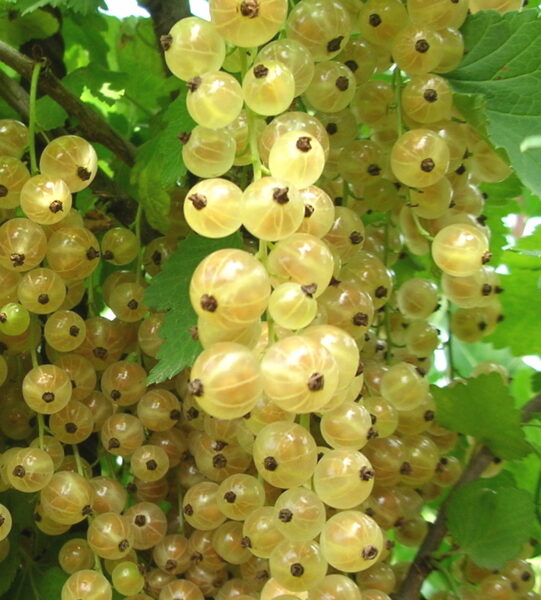 Whitecurrant Bajana /Ribes Rubrum/