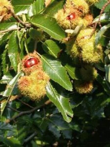  Kastaņa Eiropas, ēdamā /Castanea sativa/ 