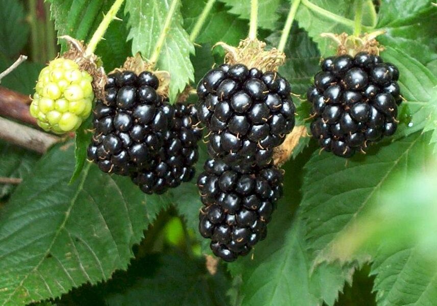 Blackberry Agavam /Rubus/ 