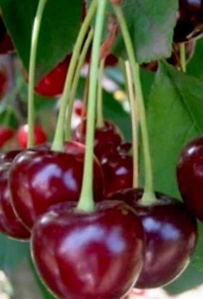 Ķirsis skābais Haritonovskaja /Prunus cerasus/