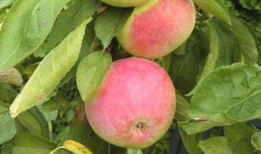 Apple Tree Zane /Malus/
