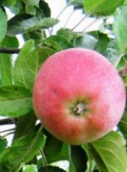 Apple Tree Uldis /Malus/