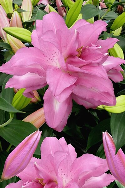 Oriental Lily Lotus Dream /Lilium OR/