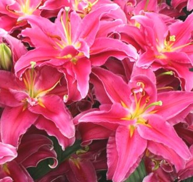 Ziemcietes - Katalogs - stadi-sakstagals.lv