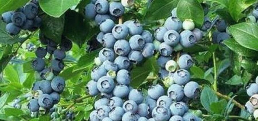 Northern Highbush Blueberry Patriot /Vaccinium Corymbosum/ 