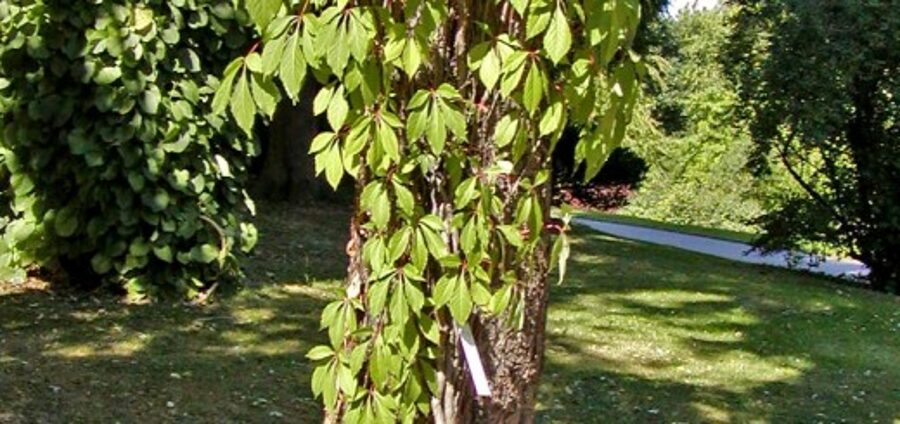 Девичий виноград пятилисточковый /Parthenocissus quinquefolia var. engelmannii/
