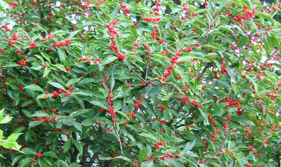 Winterberry holly /Ilex verticillata/