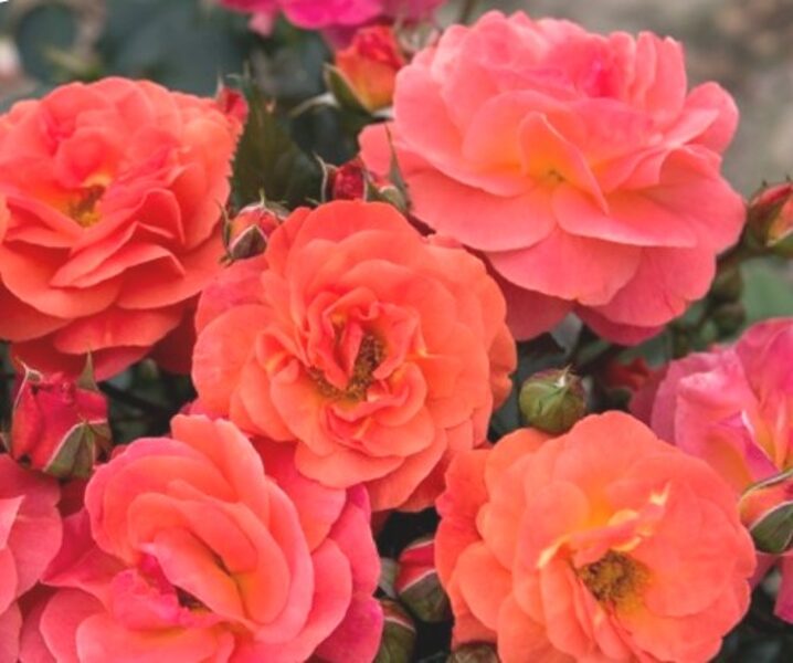 Floribunda rose Morning Sun /Rosa/