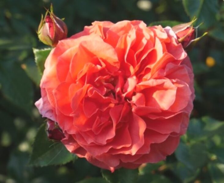 Плетистая роза Naranga /Rosa/
