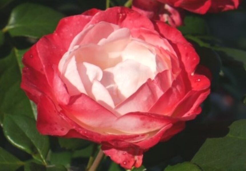 Чайно-гибридная роза Nostalgie /Rosa/
