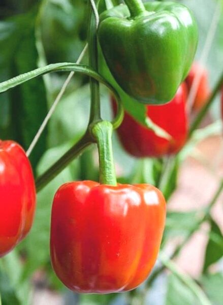 Bell Pepper Seedlings /Capsicum Annuum/