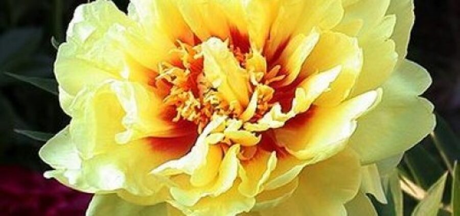 Itoh Peony Bartzella /Paeonia Itoh/