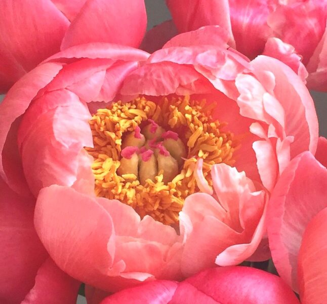 Chinese or common garden peony Coral Charm /Paeonia lactiflora/ 