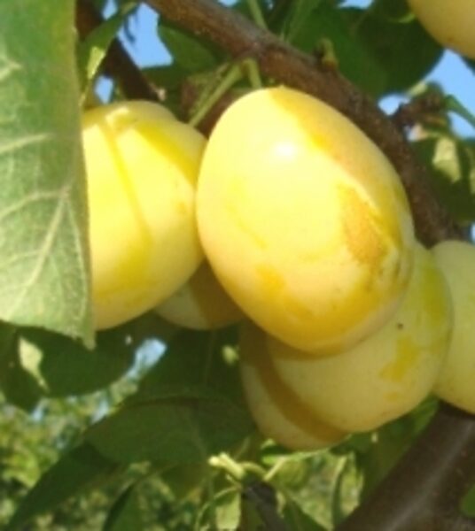 European Plum Ance /Prunus Domestica/