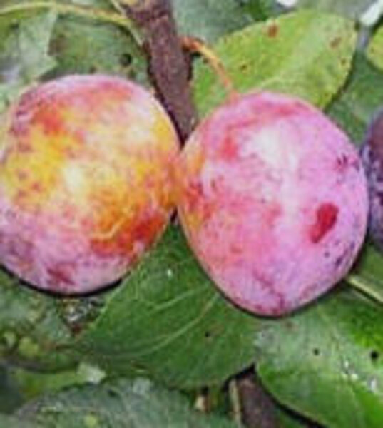 European Plum Julius /Prunus Domestica/