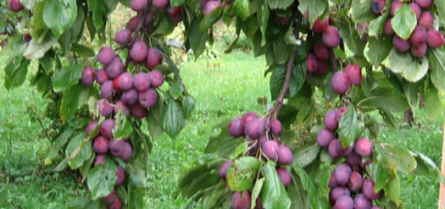 Слива домашняя Карсавас /Prunus domestica/
