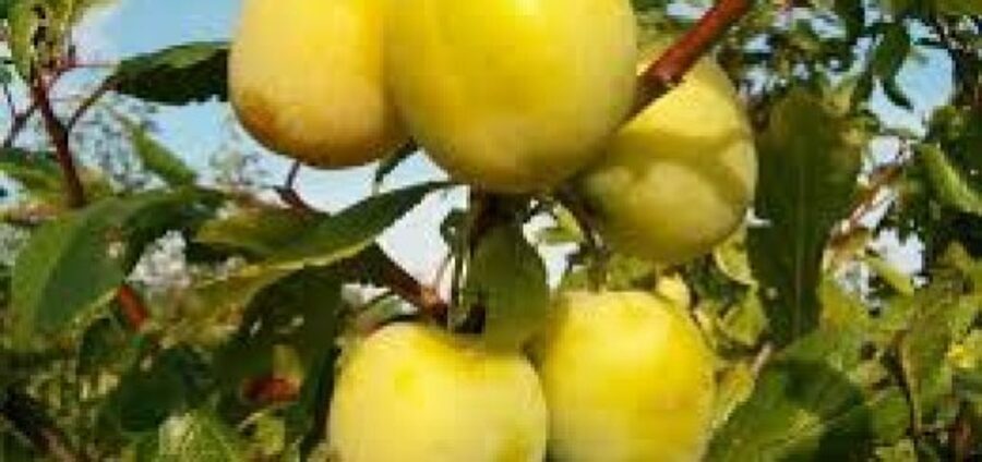 European Plum Ontario /Prunus Domestica Ontario/ 