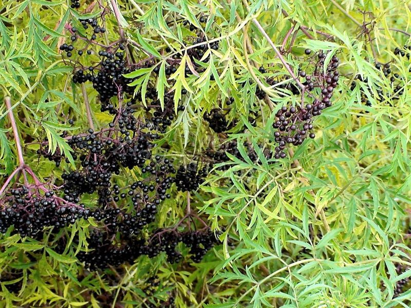 Бузина чёрная Laciniata /Sambucus nigra/