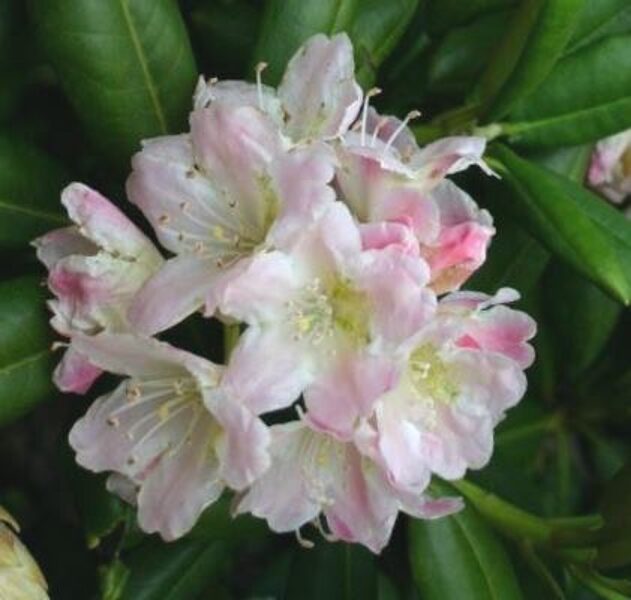 Fujirhododendron Or Fauriei Rosebay /Rhododendron Brachycarpum/ 