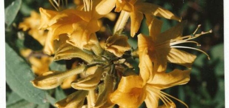 Yellow Or Honeysuckle Azalea /Rhododendron Luteum/ 