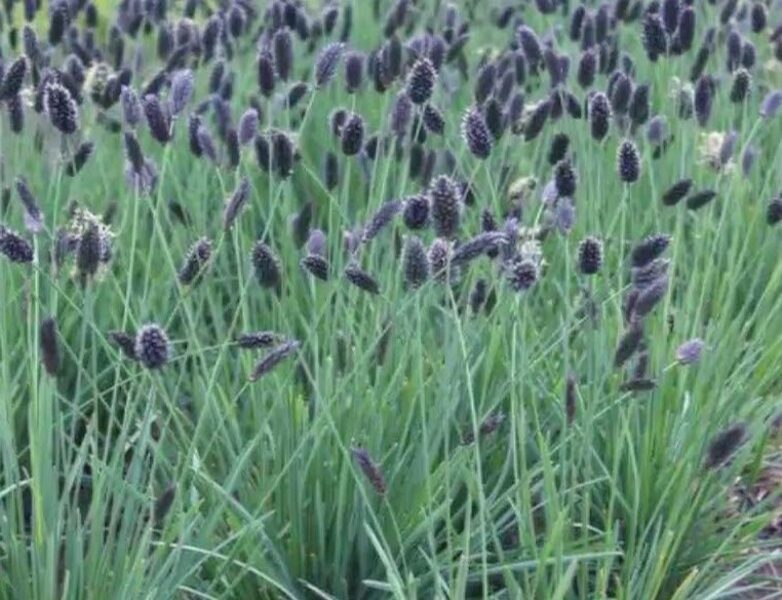 Blue Moor-Grass /Sesleria Caerulea/ 