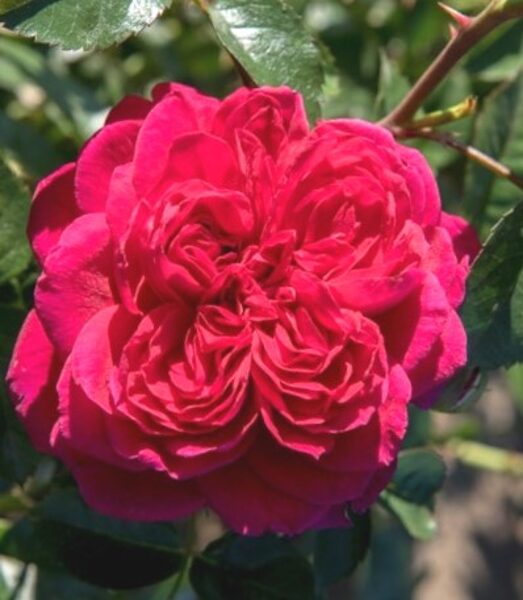Shrub Rose Soul /Rosa/