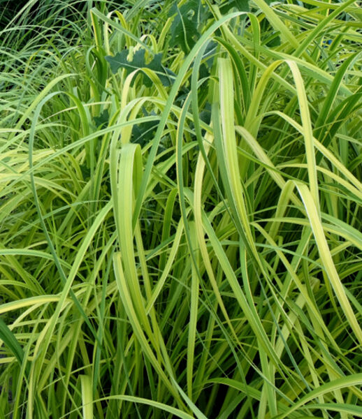 Prairie Cordgrass /Spartina Pectinata/ 