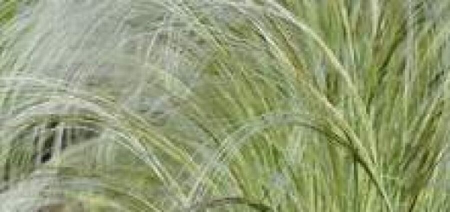 European Feather Grass /Stipa Pennata/ 