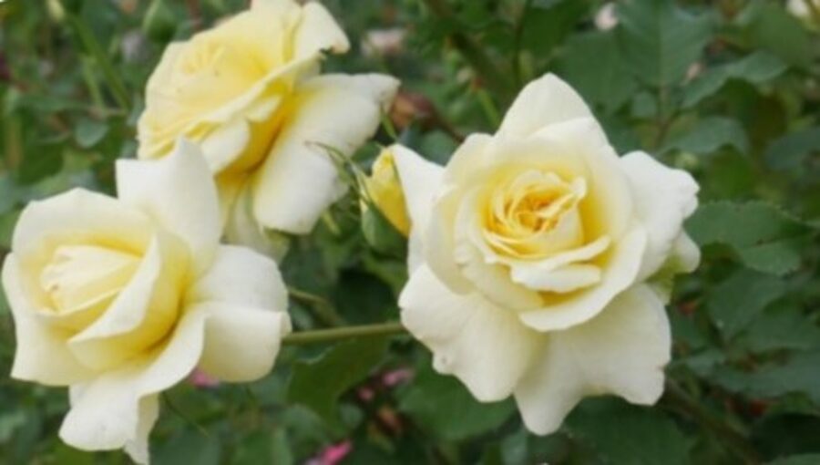 Hybrid tea rose Sterntaler /Rosa/