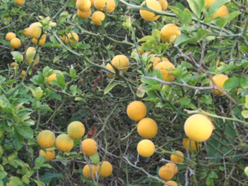 Trifoliate orange /Poncirus trifoliata/