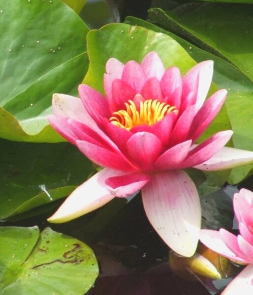 Waterlily  Attraction /Nymphaea  Attraction/ 