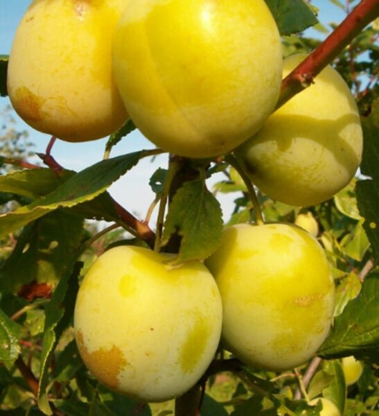 European Plum Ulena Renklode /Prunus domestica/