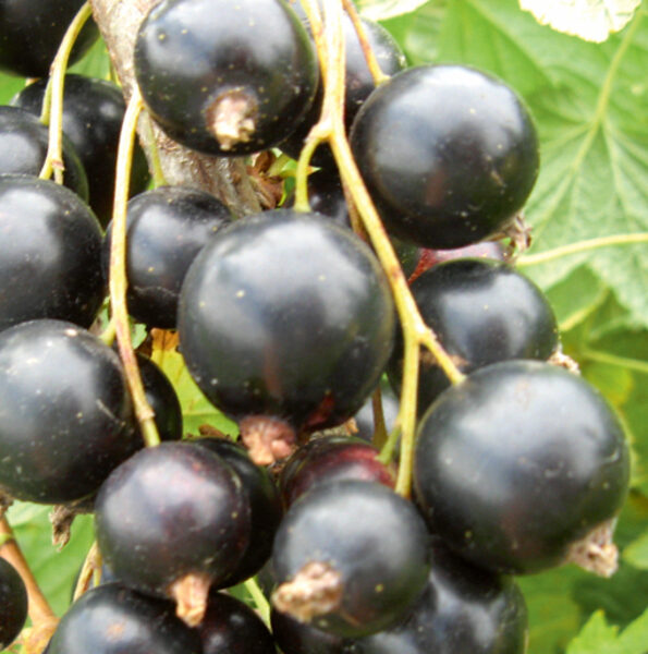 Смородина чёрная Карина /Ribes nigrum/