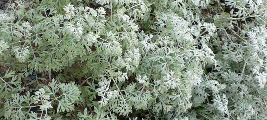 Common Wormwood /Artemisia Absinthium/ 