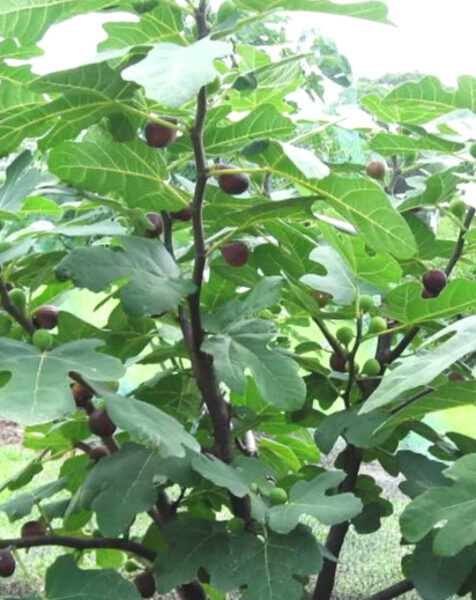 Common fig /Ficus carica/