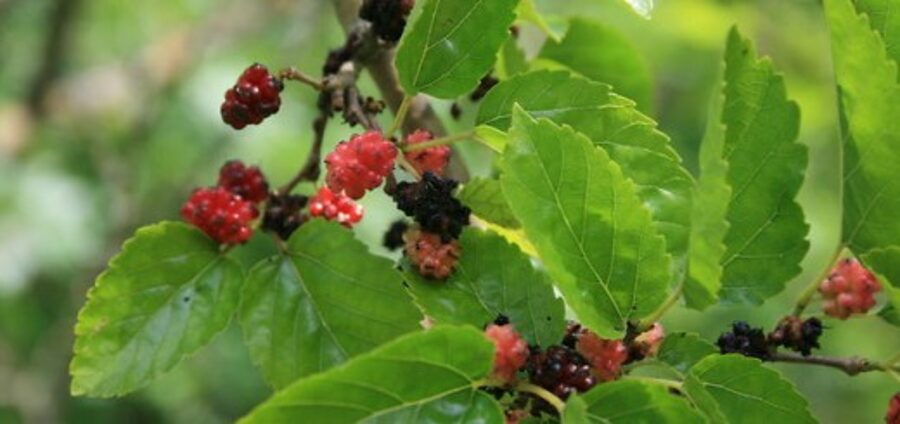 Black Mulberry /Morus Nigra/