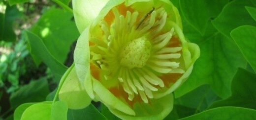  Tulpjukoks Amerikas /Liriodendron tulipifera/ 