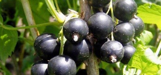  Upenes Titania /Ribes nigrum/ 