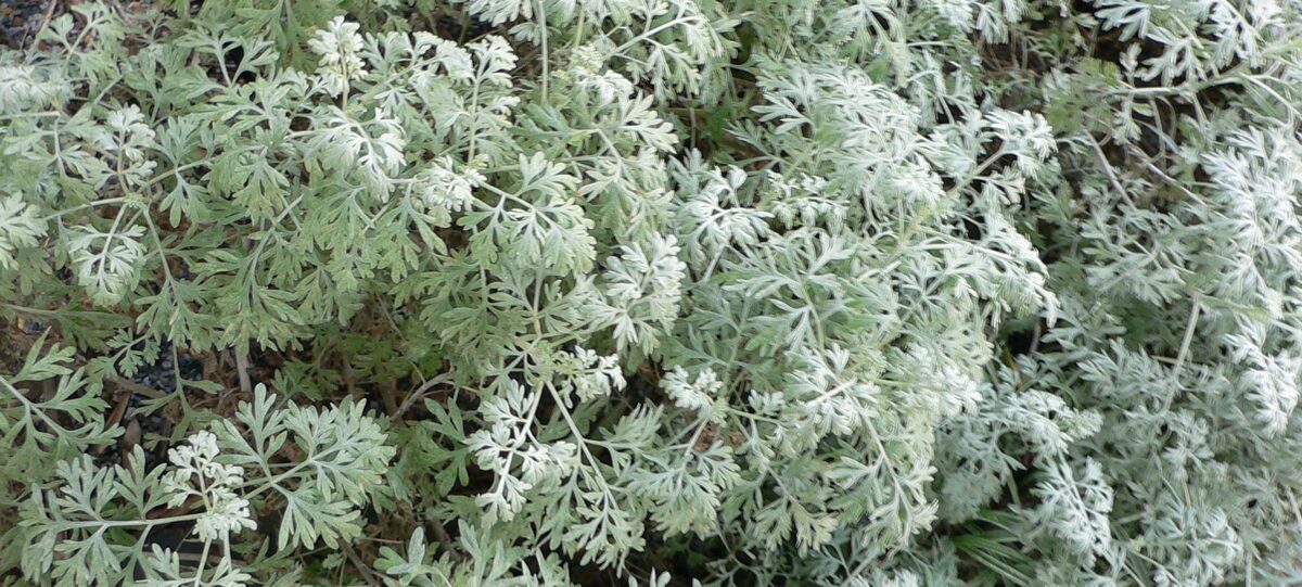 Полынь горькая /Artemisia absinthium/