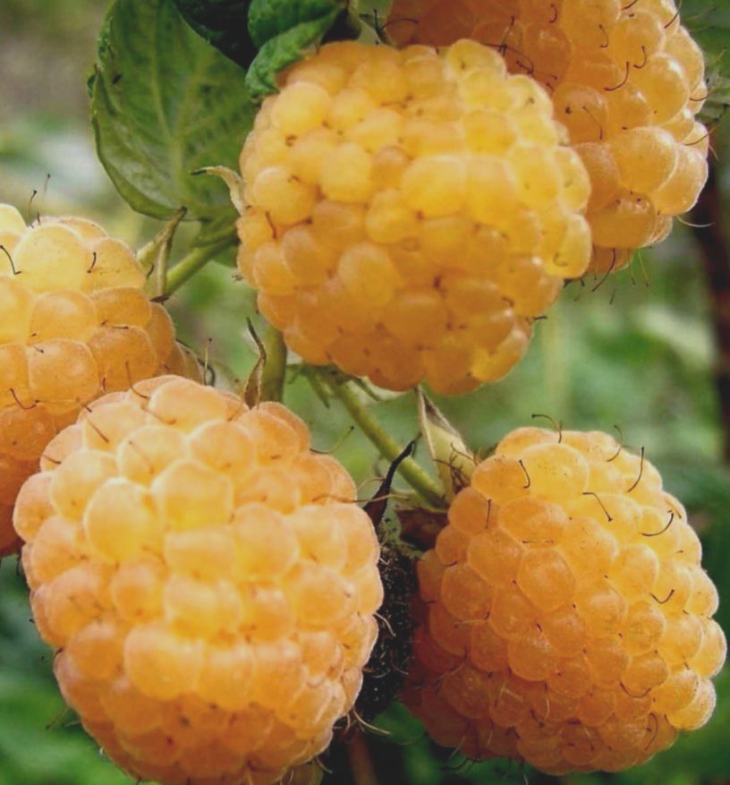 Малина Желтый Гигант /Rubus idaeus/